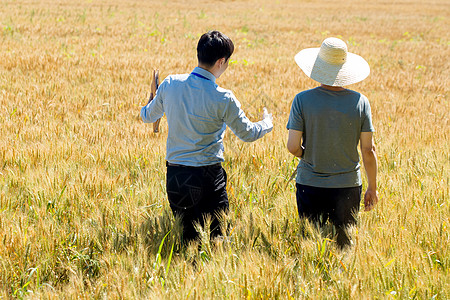 幸福背影科研人员和农民在麦田里交流技术的背影背景
