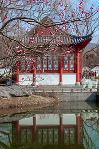 长青春科尔寺早春梅花与中式传统古建筑背景