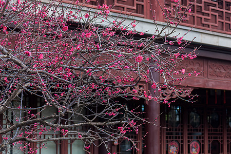 长青春科尔寺早春梅花与中式传统古建筑背景