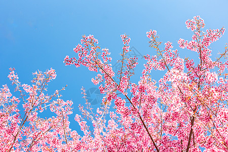 春天浪漫唯美樱花图片