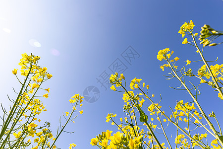 春天阳光下盛开的油菜花图片