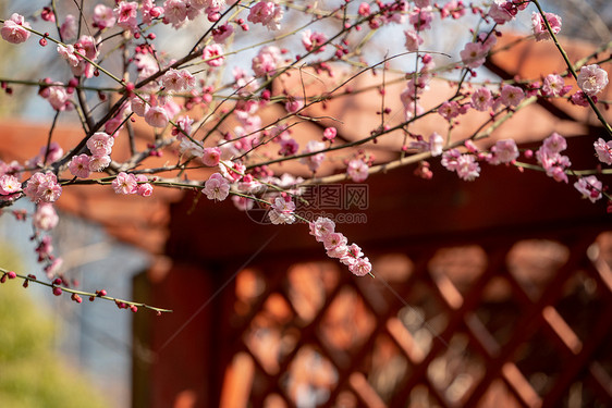 春天阳光下的梅花图片