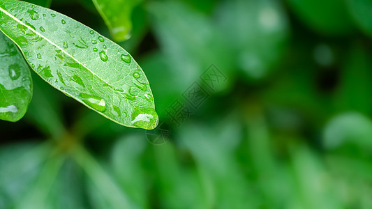 叶子上的露珠春天叶子上的雨水背景