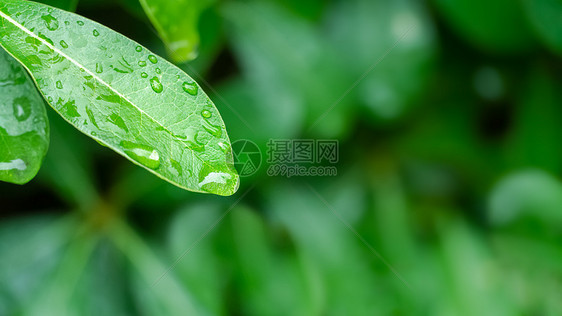 春天叶子上的雨水图片