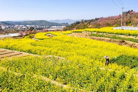 春天油菜花田野图片