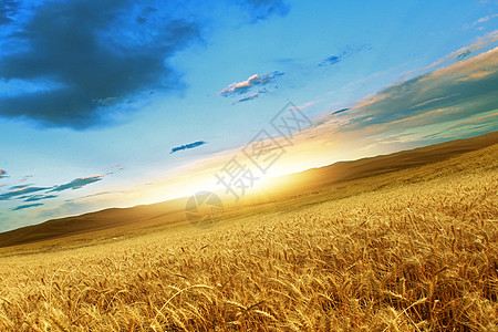 小麦丰收麦田背景