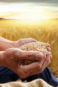 农民双手捧着麦粒图片