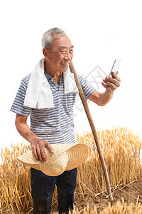 打电话的老人农民站在麦田里看手机背景