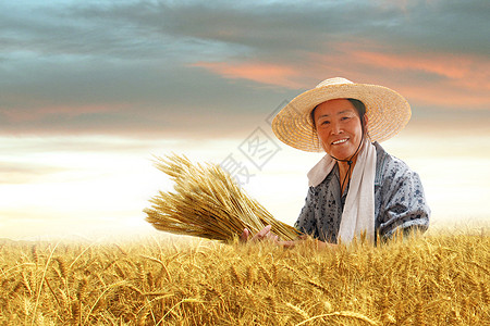 中国农民丰收日在麦田里劳动的农民背景