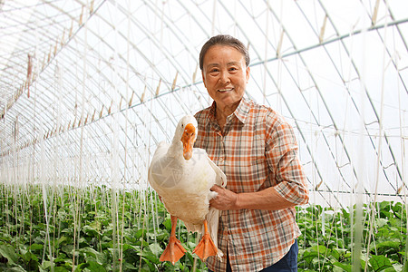 在蔬菜地里的农民拿着鹅图片