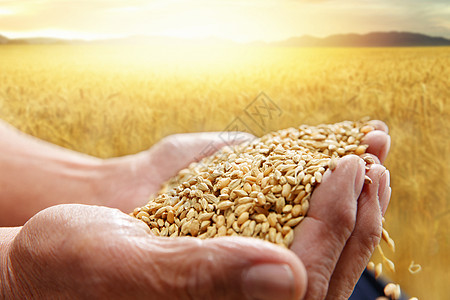 农民双手捧着麦粒图片
