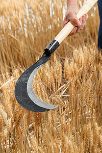 镰刀锤子农民用镰刀收割小麦背景