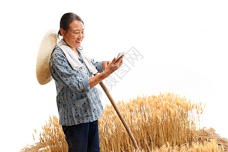 麦田里的农民用手机视频图片