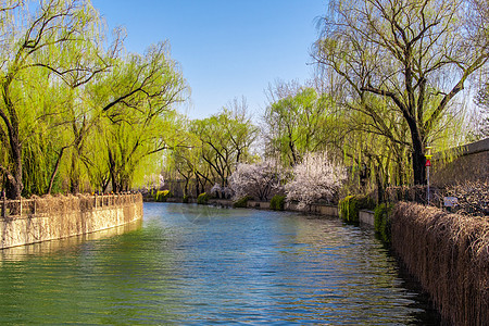 桃红柳绿河岸边浪漫唯美的柳树桃花背景