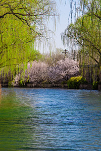 桃红柳绿春天浪漫唯美的河边沙提上的柳树桃花背景