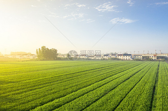 清晨时分的苏北农村稻田图片