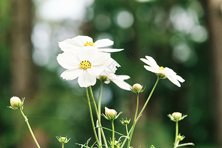 春天小雏菊背景白色洋甘菊背景