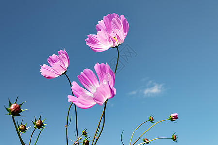 红色的格桑花蓝天下的格桑花背景