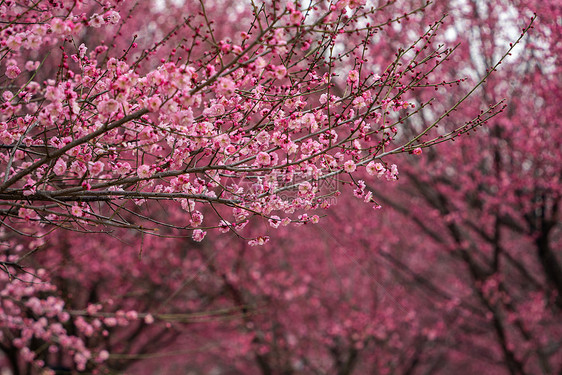 春天的梅花图片