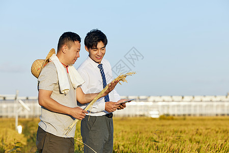 养殖人员麦田考察图片