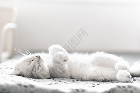 居家躺在床上睡觉的可爱银渐层宠物猫高清图片
