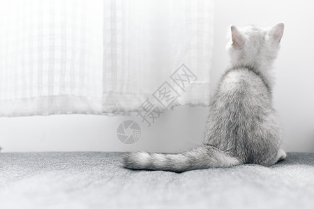 看向窗外的可爱银渐层宠物猫背影图片