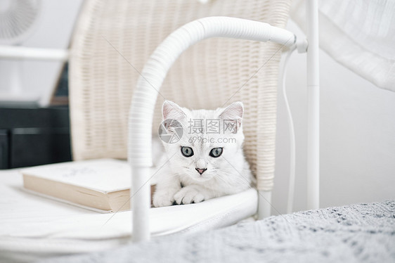 居家白色地毯背景上可爱的白色猫咪白猫图片