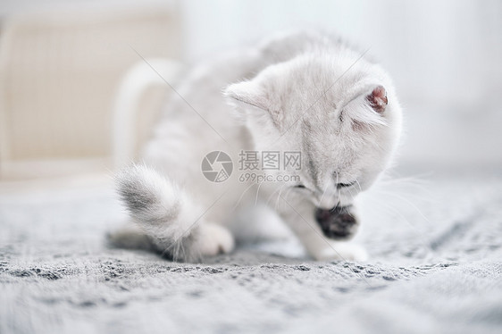 在床上玩耍的可爱银渐层宠物猫图片