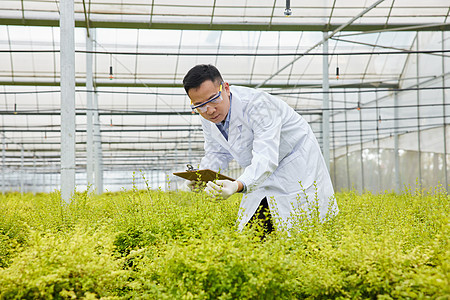 农业培育科学家植物观察图片