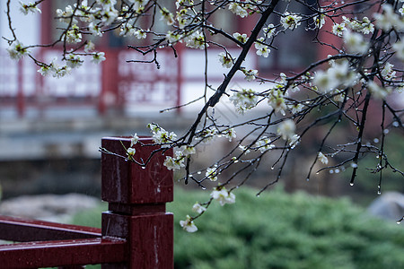 春雨下古建筑旁的梅花图片