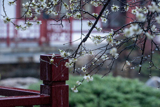 春雨下古建筑旁的梅花图片