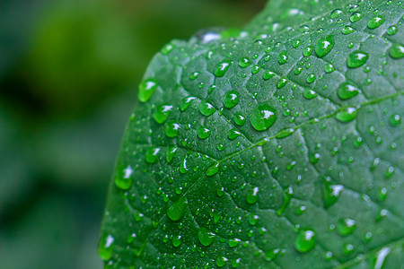 雨水节气绿色植物图片