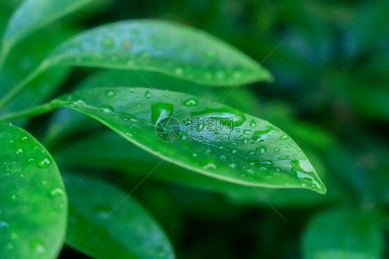 雨水中的绿色树叶图片