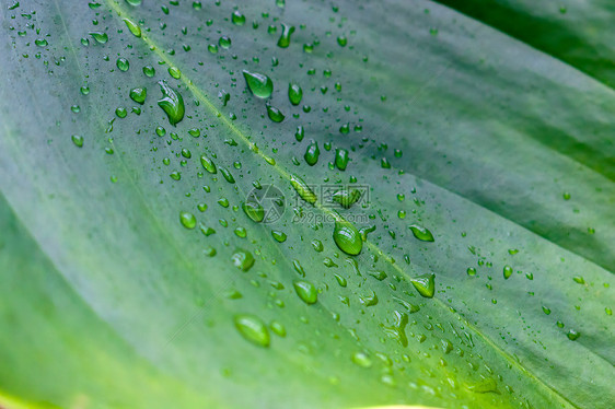 雨水节气绿色植物图片