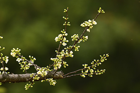 花开半夏李沁春天发芽含苞待放的鲜花背景