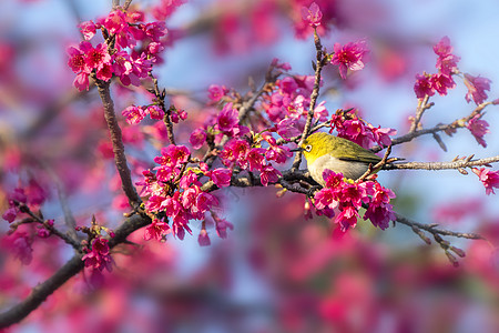 站在樱花树上的秀眼鸟图片