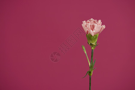 洋红色康乃馨背景素材图片