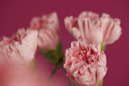 洋红色背景康乃馨花卉高清图片