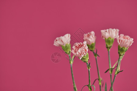 妇女节自然植物花卉康乃馨流行色背景高清图片