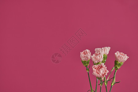洋红色康乃馨背景素材图片