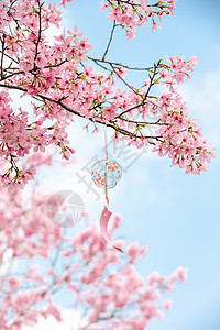 唯美浪漫的粉色樱花图片