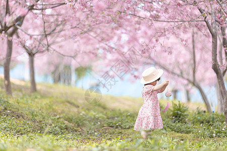 花朵上小女孩春天春游踏清樱花盛开背景