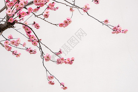 春天白墙前的梅花图片