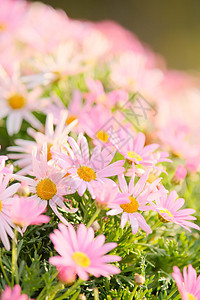 春天唯美浪漫的小雏菊花堆图片