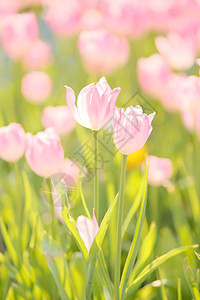 唯美郁金香花海春天公园里浪漫唯美的郁金香背景