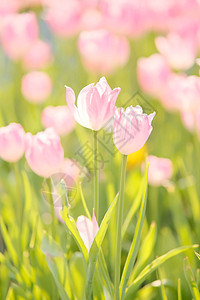 春天公园里浪漫唯美的郁金香图片