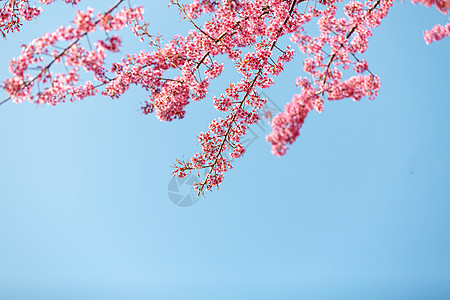 花朵边框蓝色天空下唯美浪漫的粉色樱花背景