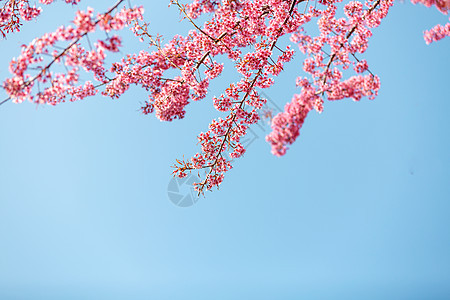 蓝色天空下唯美浪漫的粉色樱花图片