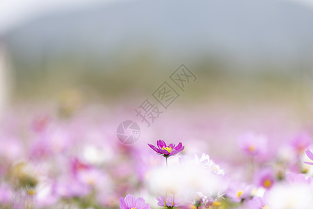 格桑花开春天气息高清图片