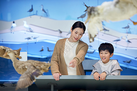 妈妈带儿子参观飞禽动物标本图片